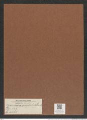 Chaetoceros criophilus Castr. (de-Toni-Nr.: Genus 149, Species 4141) Zeichnungen Sammlung Grunow Mappe 04144 (Herbarium_W_Grunow_drawings_Folder_04144)